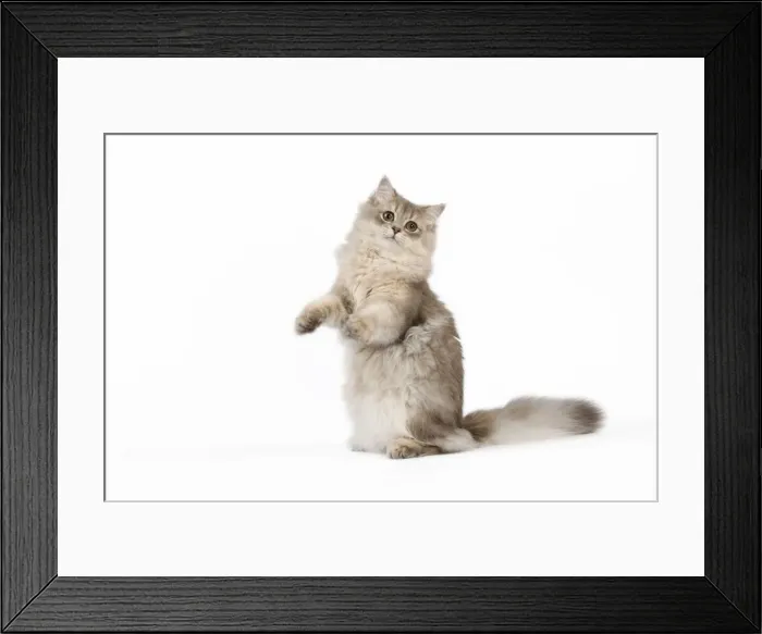 Framed Print : Picture No. 11014041 Framed Print : Picture No. 11014041