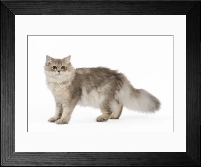 Framed Print : Picture No. 11014042 Framed Print : Picture No. 11014042