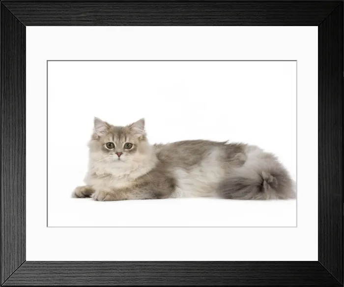Framed Print : Picture No. 11014040 Framed Print : Picture No. 11014040