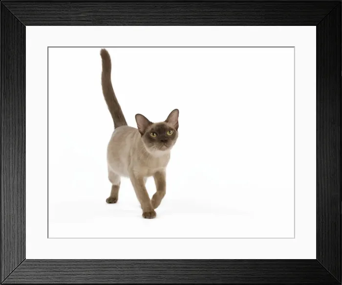 Framed Print : Picture No. 11014044 Framed Print : Picture No. 11014044