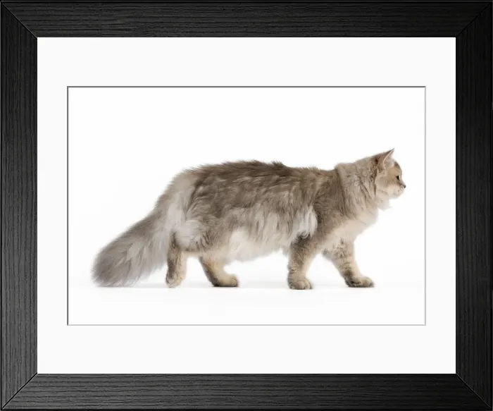 Framed Print : Picture No. 11014043 Framed Print : Picture No. 11014043