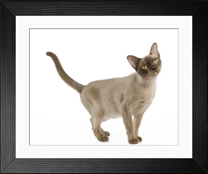 Framed Print : Picture No. 11014045 Framed Print : Picture No. 11014045