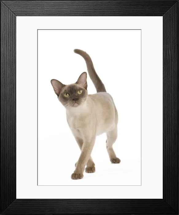 Framed Print : Picture No. 11014047 Framed Print : Picture No. 11014047