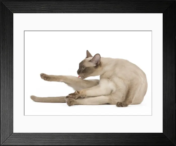 Framed Print : Picture No. 11014048 Framed Print : Picture No. 11014048