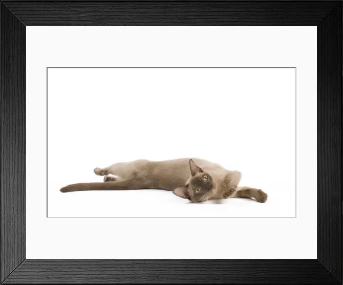 Framed Print : Picture No. 11014050 Framed Print : Picture No. 11014050