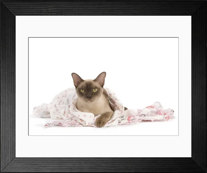Framed Print : Picture No. 11014052 Framed Print : Picture No. 11014052