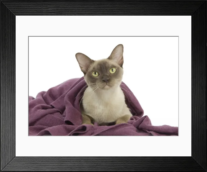 Framed Print : Picture No. 11014053 Framed Print : Picture No. 11014053