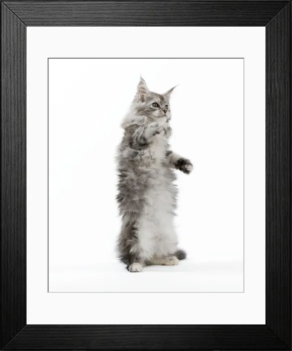 Framed Print : Picture No. 11014058 Framed Print : Picture No. 11014058