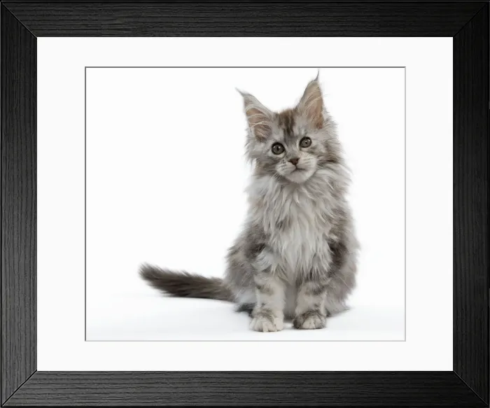 Framed Print : Picture No. 11014057 Framed Print : Picture No. 11014057