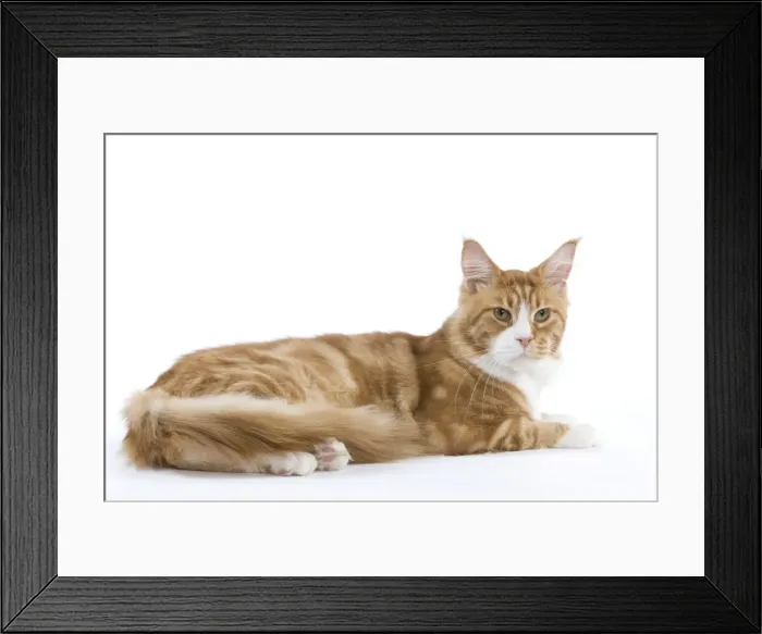 Framed Print : Picture No. 11014069 Framed Print : Picture No. 11014069
