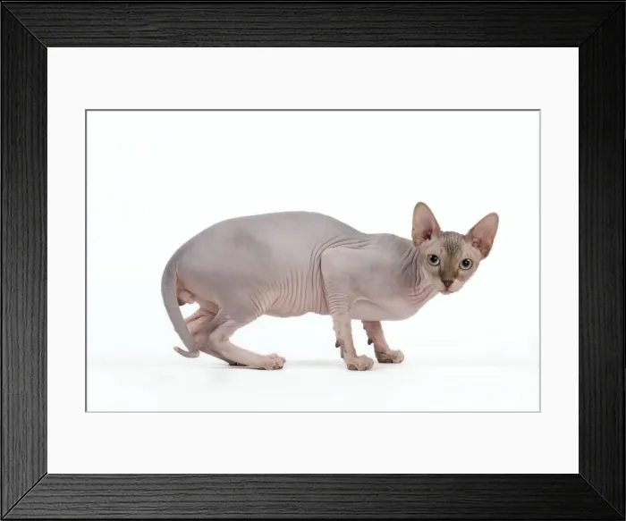 Framed Print : Picture No. 11014078 Framed Print : Picture No. 11014078