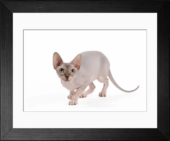 Framed Print : Picture No. 11014079 Framed Print : Picture No. 11014079