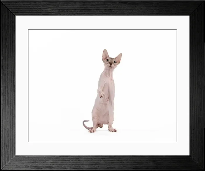 Framed Print : Picture No. 11014080 Framed Print : Picture No. 11014080
