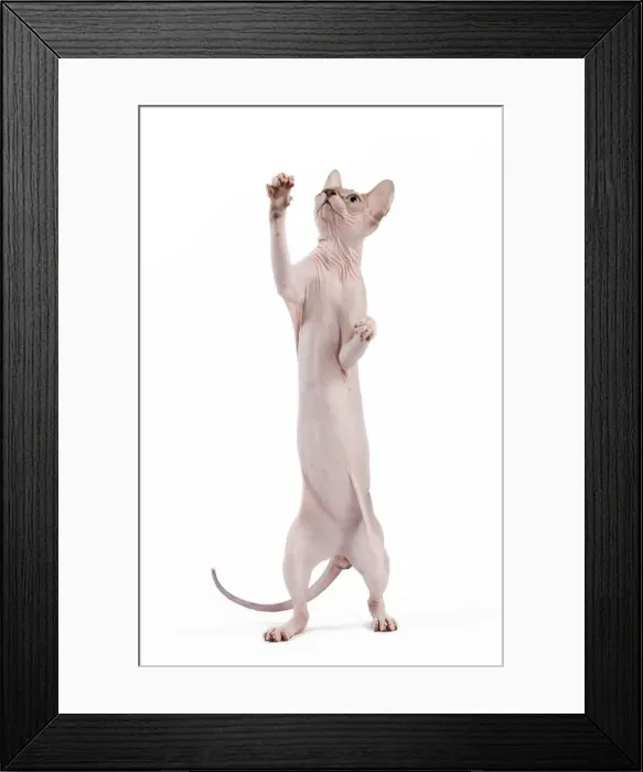 Framed Print : Picture No. 11014081 Framed Print : Picture No. 11014081