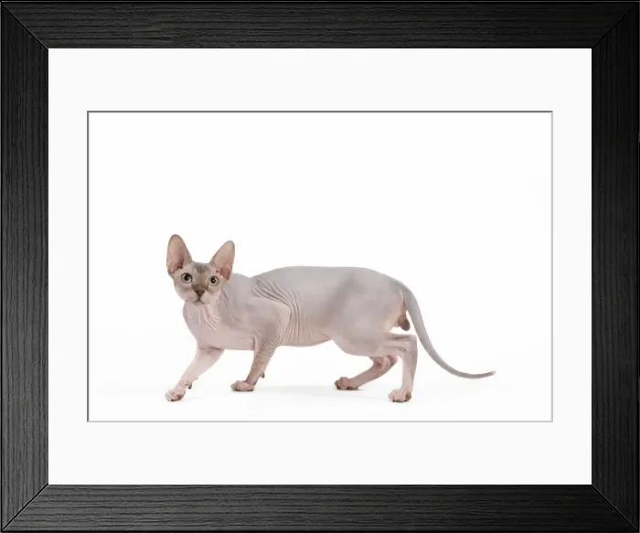 Framed Print : Picture No. 11014083 Framed Print : Picture No. 11014083