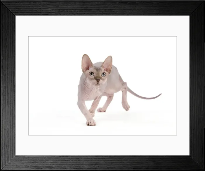 Framed Print : Picture No. 11014084 Framed Print : Picture No. 11014084