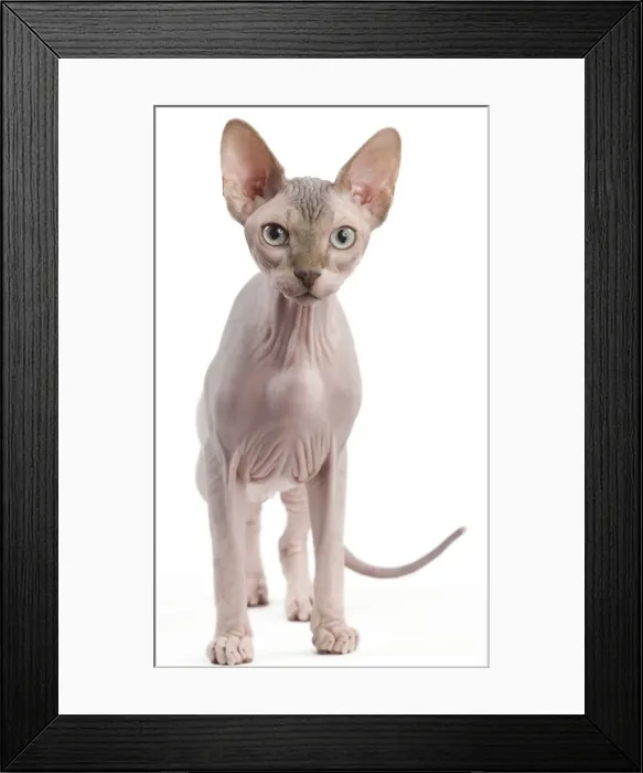 Framed Print : Picture No. 11014086 Framed Print : Picture No. 11014086