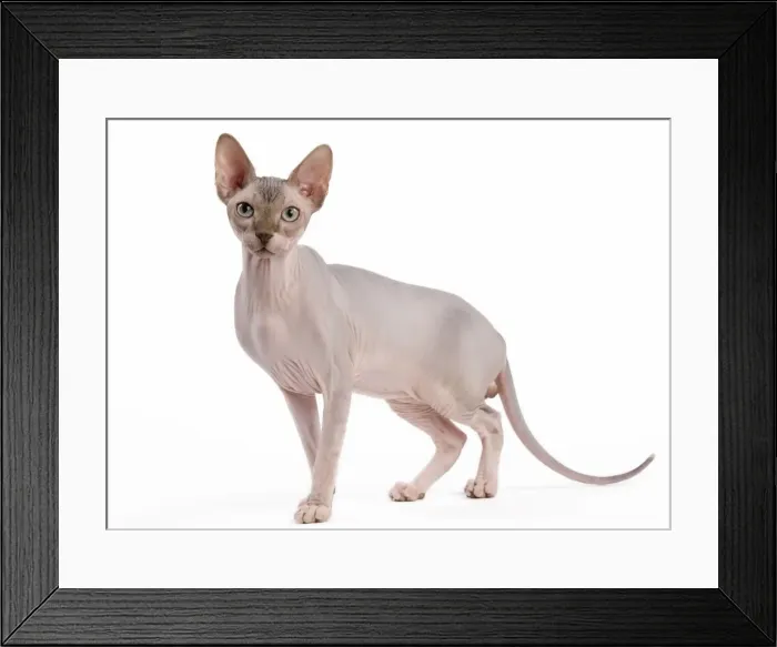 Framed Print : Picture No. 11014087 Framed Print : Picture No. 11014087