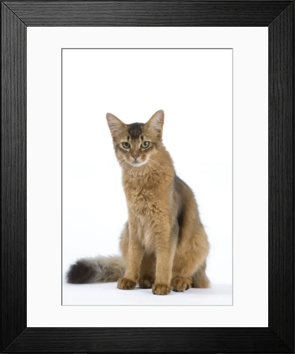 Framed Print : Picture No. 11014088 Framed Print : Picture No. 11014088