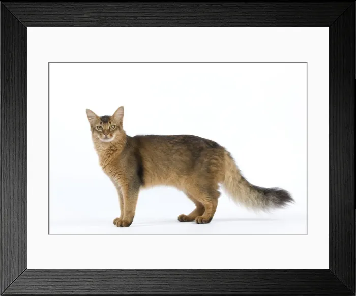 Framed Print : Picture No. 11014091 Framed Print : Picture No. 11014091