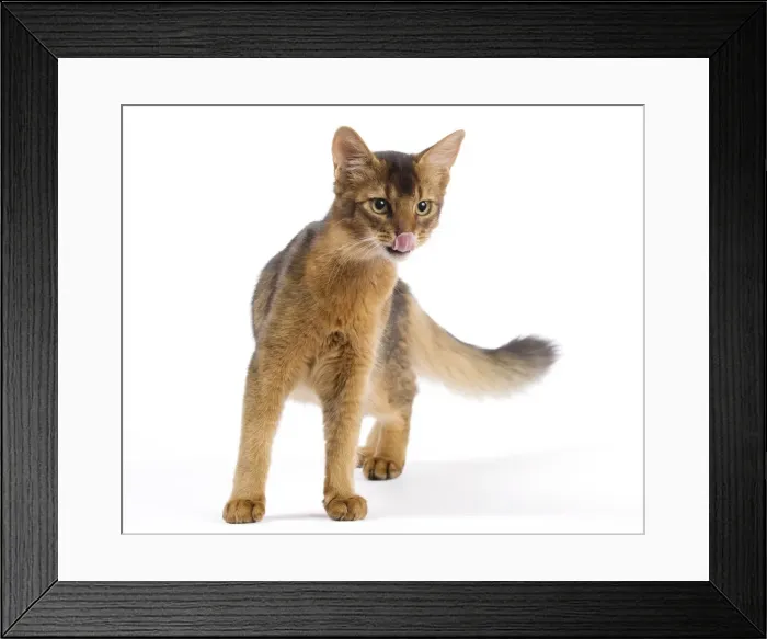Framed Print : Picture No. 11014095 Framed Print : Picture No. 11014095