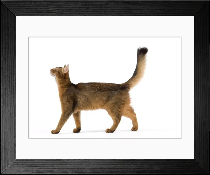 Framed Print : Picture No. 11014096 Framed Print : Picture No. 11014096