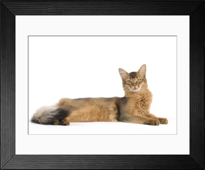 Framed Print : Picture No. 11014101 Framed Print : Picture No. 11014101