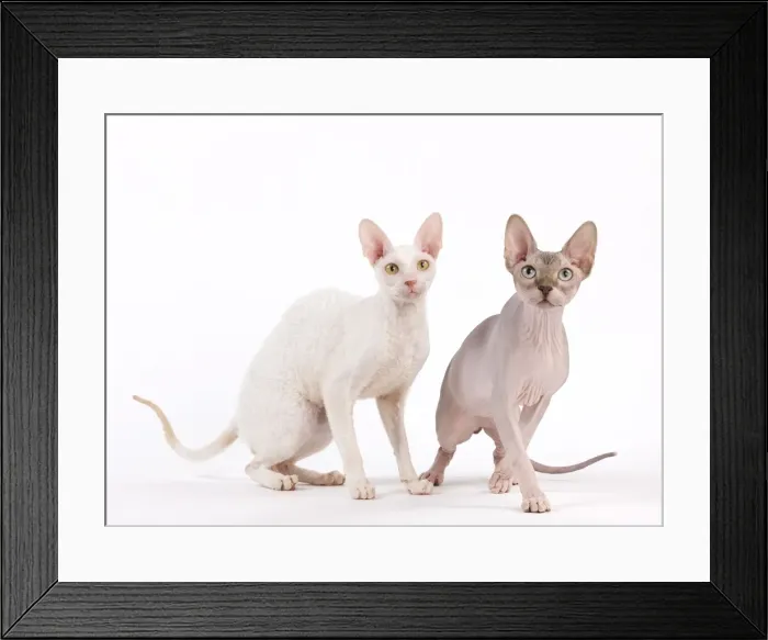 Framed Print : Picture No. 11014103 Framed Print : Picture No. 11014103