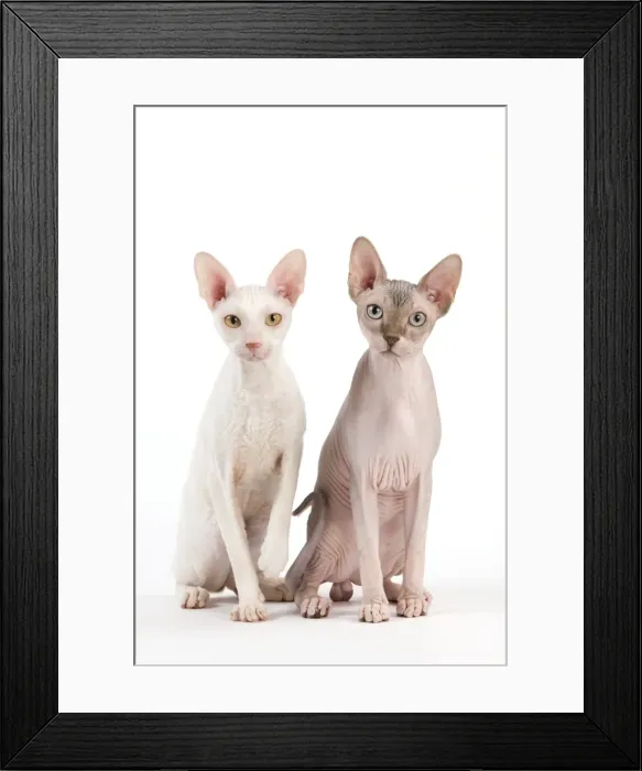Framed Print : Picture No. 11014105 Framed Print : Picture No. 11014105