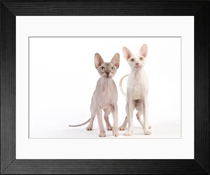 Framed Print : Picture No. 11014104 Framed Print : Picture No. 11014104