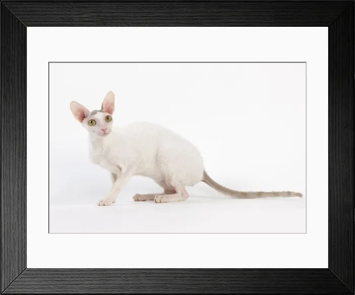Framed Print : Picture No. 11014107 Framed Print : Picture No. 11014107