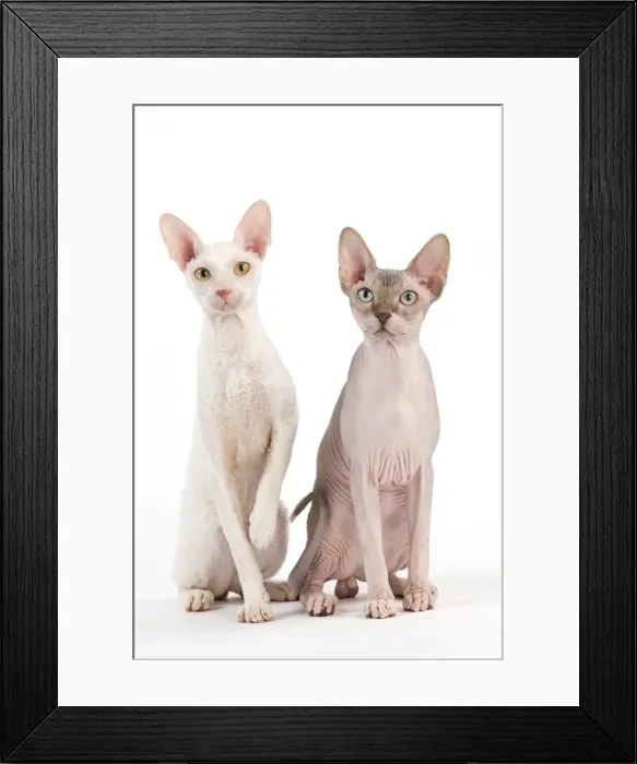 Framed Print : Picture No. 11014106 Framed Print : Picture No. 11014106