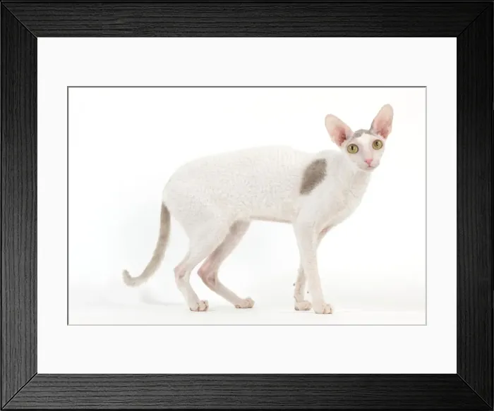 Framed Print : Picture No. 11014108