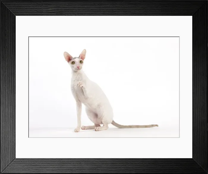 Framed Print : Picture No. 11014109 Framed Print : Picture No. 11014109