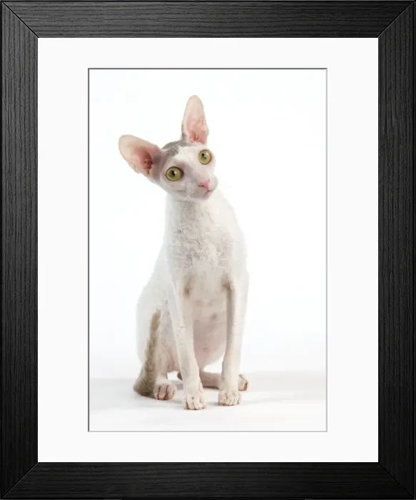 Framed Print : Picture No. 11014113 Framed Print : Picture No. 11014113