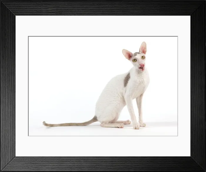 Framed Print : Picture No. 11014112 Framed Print : Picture No. 11014112