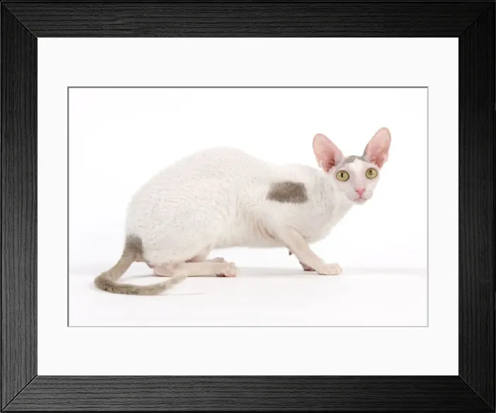 Framed Print : Picture No. 11014114 Framed Print : Picture No. 11014114