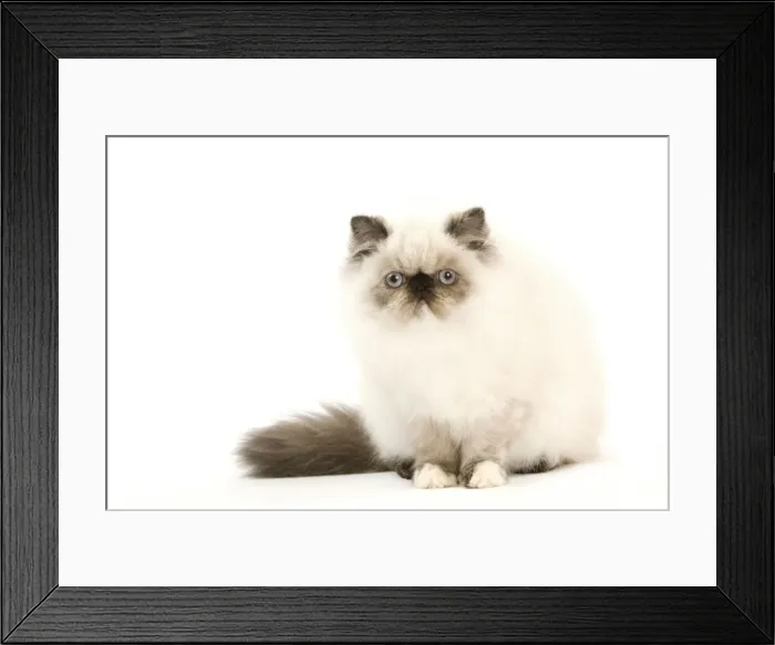 Framed Print : Picture No. 11014116 Framed Print : Picture No. 11014116