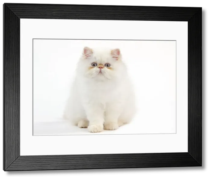 Framed Print : Picture No. 11014123 Framed Print : Picture No. 11014123