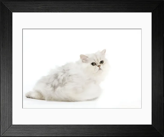 Framed Print : Picture No. 11014126