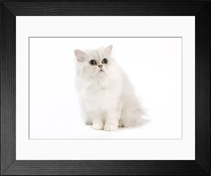 Framed Print : Picture No. 11014127 Framed Print : Picture No. 11014127