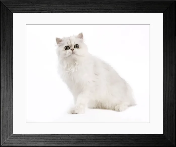 Framed Print : Picture No. 11014129