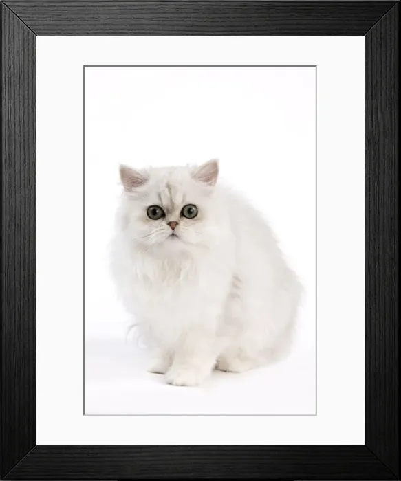 Framed Print : Picture No. 11014130