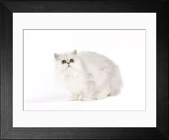 Framed Print : Picture No. 11014128