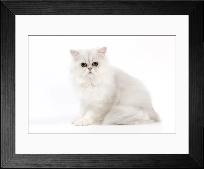 Framed Print : Picture No. 11014131