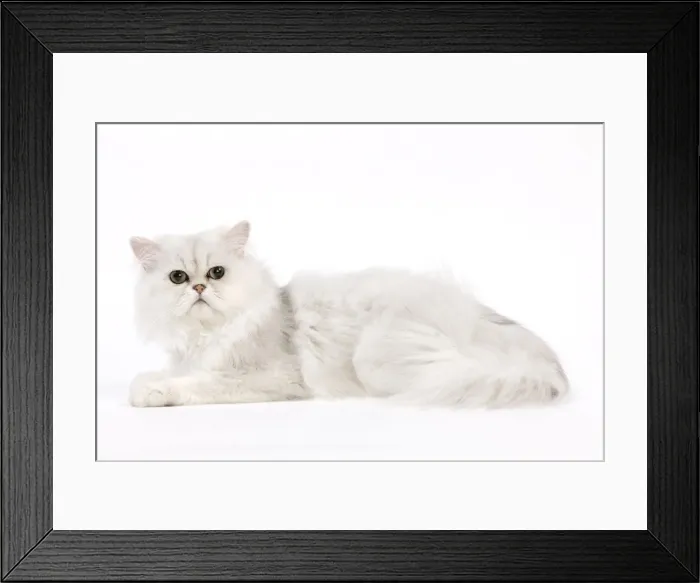 Framed Print : Picture No. 11014132