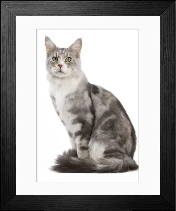 Framed Print : Picture No. 11014133 Framed Print : Picture No. 11014133