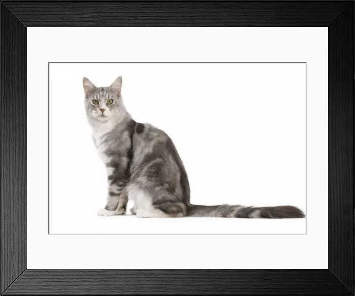 Framed Print : Picture No. 11014135 Framed Print : Picture No. 11014135