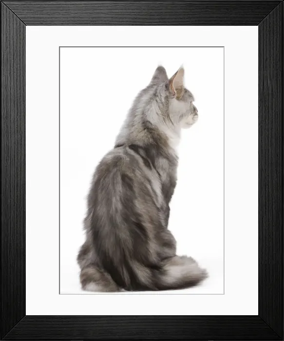 Framed Print : Picture No. 11014139 Framed Print : Picture No. 11014139