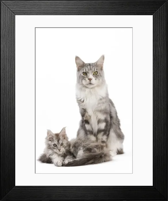 Framed Print : Picture No. 11014146